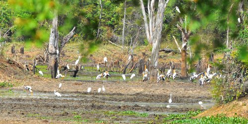 Wildlife safari, Wasgamuwa national park 