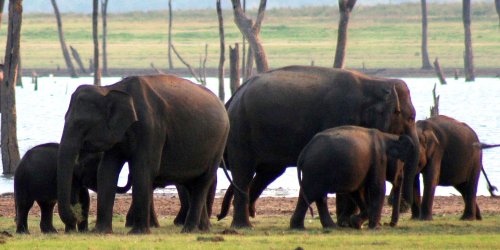 Elephant watching, Kaudulla national park