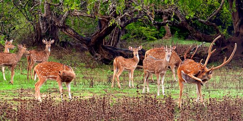 Wildlife safari, Lunugamvehera national park