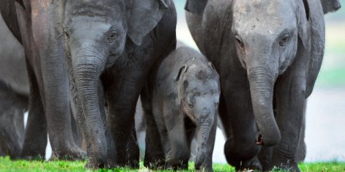 Wildlife safari, Maduru Oya national park