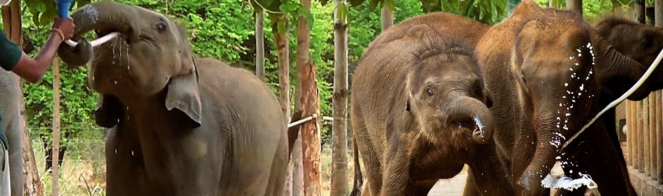 Udawalawe elephant transit home