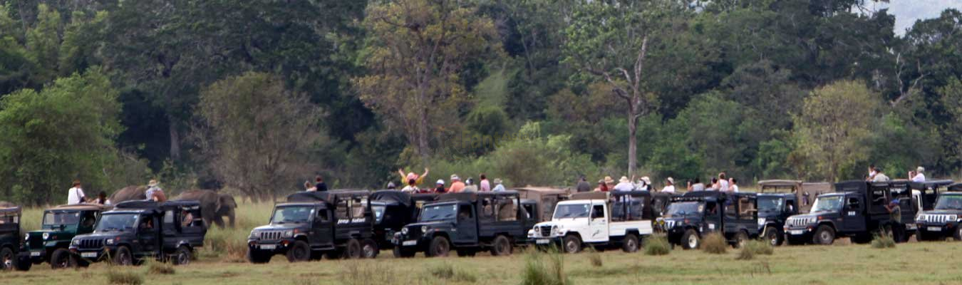 Why is Sri Lanka the best destination in the world to see elephants?