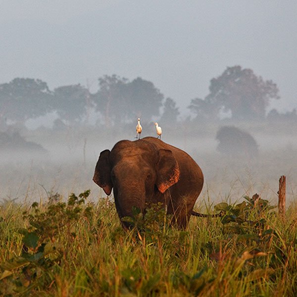 Waulpane and Udawalawe Tour from Galle/Unawatuna/Weligama/Mirissa