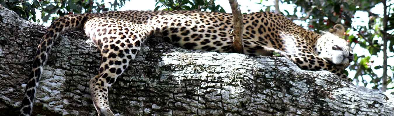 Bird watching & Wildlife safari in Bundala & Yala national parks from Tangalle/Dickwella/Hiriketiya