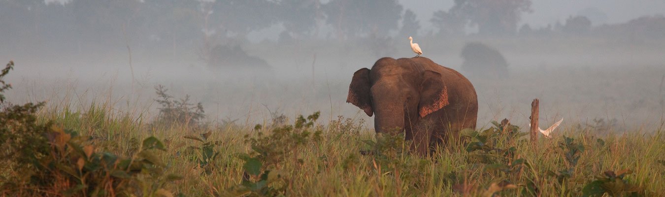 Waulpane and Udawalawe Tour from Galle/Unawatuna/Weligama/Mirissa