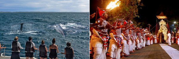  While watching blue whales, discover Sri Lanka's cultural heritage.